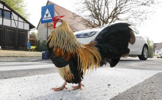 小鸡也会过斑马线?