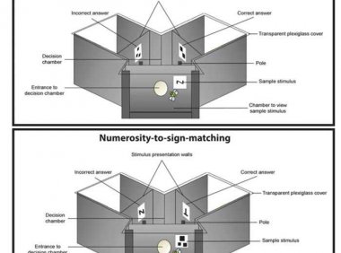 实验表明蜜蜂能够理解数学符号语言