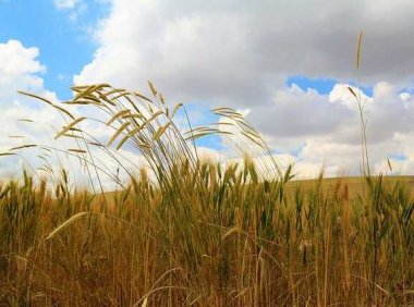 音乐推荐：《发烧》陈蕾