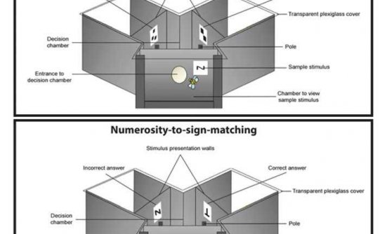 实验表明蜜蜂能够理解数学符号语言