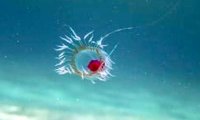 不朽的水母——已知的唯一能够永生的生物