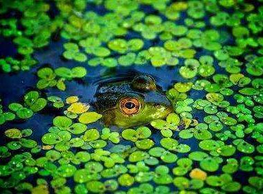夏日，雨落，蛙鸣
