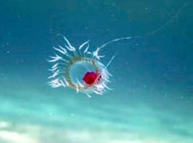不朽的水母——已知的唯一能够永生的生物
