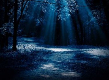 月光如何影响动物和植物