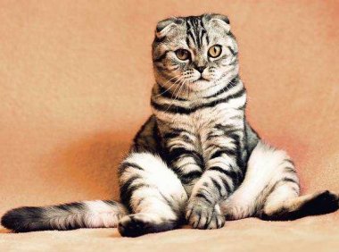 如何正确的撸猫?