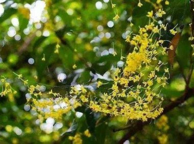 秋天的味道,骨子里是一种离开