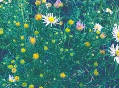 那些花儿与那份鲜活