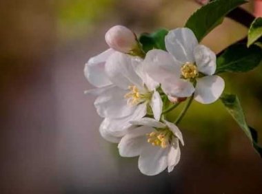 你若盛开，蝴蝶自来