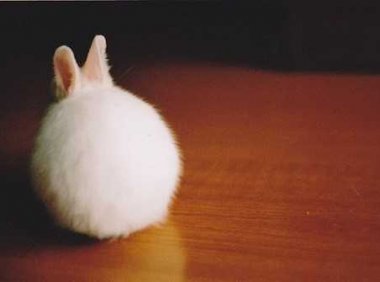 漂亮的兔子 也是非常的需要人们的关怀