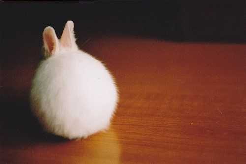 漂亮的兔子 也是非常的需要人们的关怀