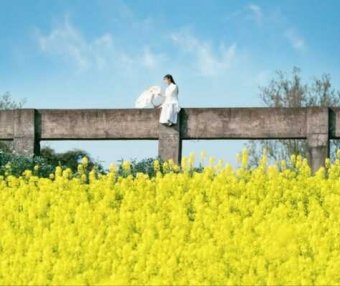 我家的那些猫们(二)