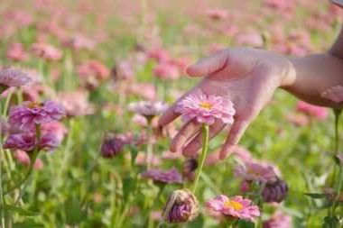 夜读美文：心无尘，淡若水