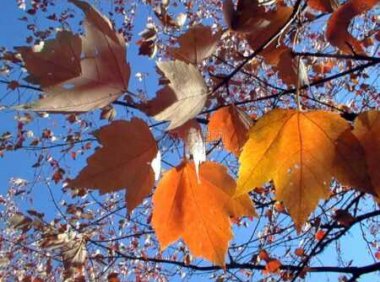 夜读美文:匆匆途中,深秋意浓浓