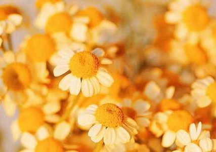 从单一男性的细胞分化出XX和XY型体细胞,证实胚胎的性别差异发育始于基因而非激素