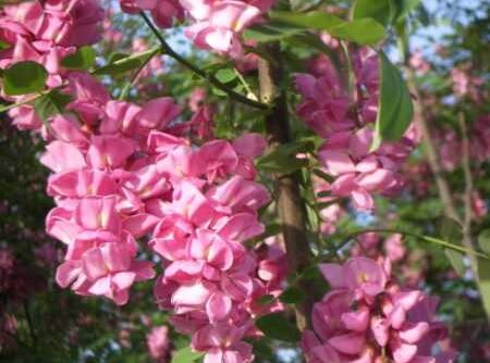 夜读美文:你迎光而来,携着永恒的花枝