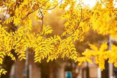 暮秋路上,清风卷岁月。