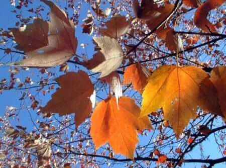 夜读美文:匆匆途中,深秋意浓浓