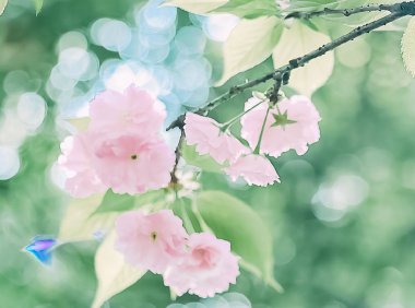 小清新的浅粉色樱花手机壁纸图片