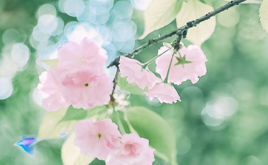 小清新的浅粉色樱花手机壁纸图片